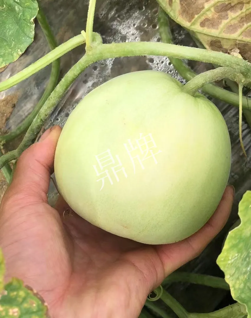 郴州農(nóng)戶種植新品種，果實(shí)又香又甜，很好賣