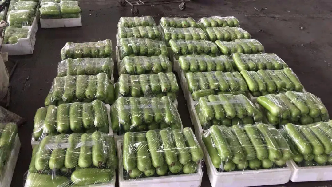這個品種上市早，價格好！我連續(xù)種了三年，滿意