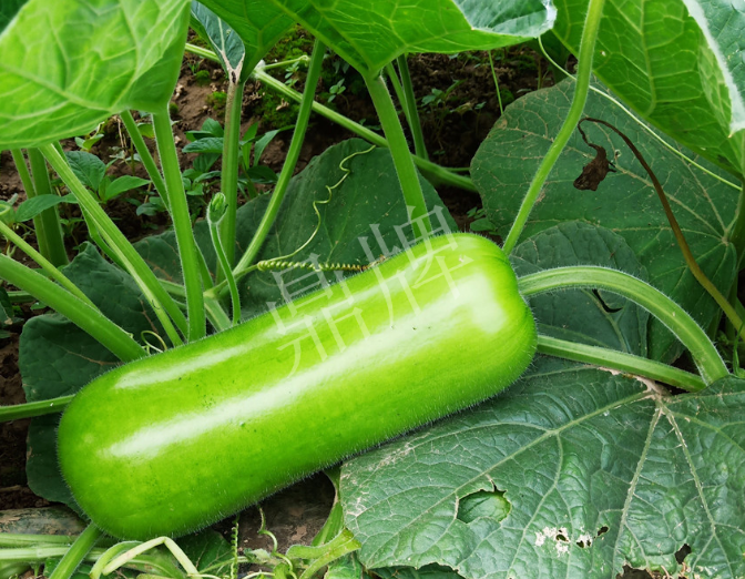 蔬菜種子種植戶客戶點(diǎn)評(píng)-牛逼！我露地栽培的瓠瓜，比別人大棚的還早上市！