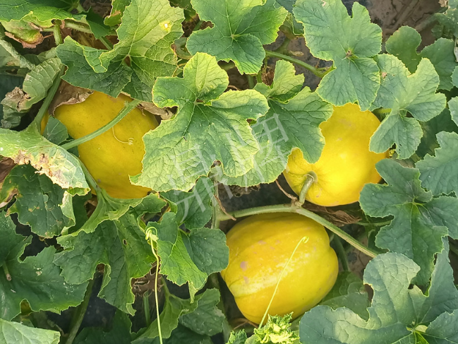 蔬菜種子種植戶客戶點(diǎn)評(píng)-種它！種它！高溫季節(jié)就種它！