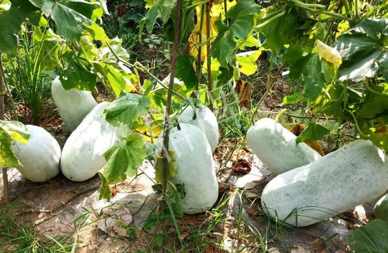 蔬菜種子種植戶客戶點(diǎn)評(píng)-驚訝！炎炎烈日下，小孩大聲喊：“大雪球！大雪球……”怎樣一回事？
