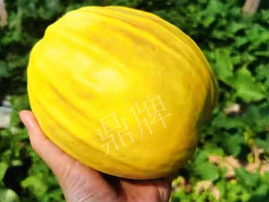 蔬菜種子種植戶客戶點(diǎn)評(píng)-我的甜瓜賣20元1市斤，與大家分享…
