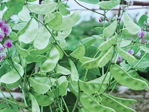 蔬菜種子種植戶客戶點評-鼎牌幫我度難關(guān)，決心助我大豐收！