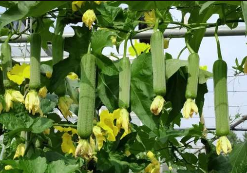 蔬菜種子種植戶客戶點評-每畝收入2萬元！這個絲瓜品種大受歡迎！