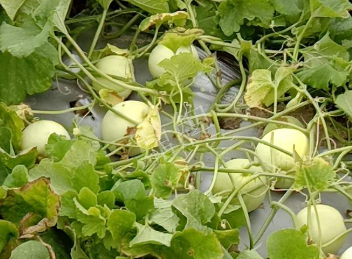 蔬菜種子種植戶客戶點評-種植甜瓜20年，這個品種讓我更省心！