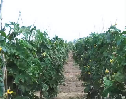 蔬菜種子種植戶客戶點評-種植這個品種，獲得高收入，老婆的功勞最大