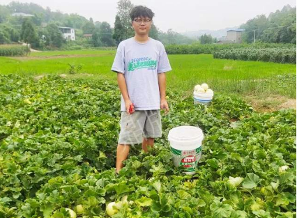 蔬菜種子種植戶客戶點評-甜瓜新品上市，每個賣9元，很暢銷！