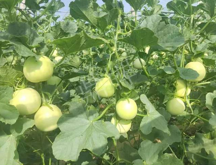 蔬菜種子種植戶客戶點評-種植這個新品種，我感到非常滿意！
