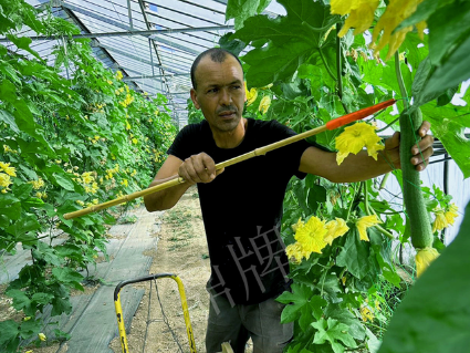 蔬菜種子種植戶客戶點評-這種絲瓜在法國，批發(fā)都是30元/kg
