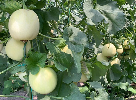 蔬菜種子種植戶客戶點評-“玉奶香2號”甜瓜，真的有那么好嗎？