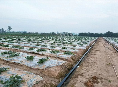 蔬菜種子種植戶客戶點評-80后大廚回鄉(xiāng)種甜瓜，第一年就賺15萬！