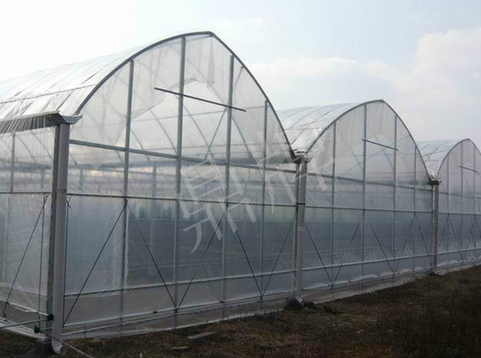 蔬菜種子種植戶客戶點評-鼎牌瓠瓜上市早，地頭批發(fā)價達到8元/斤，種植基地王老板告訴您！