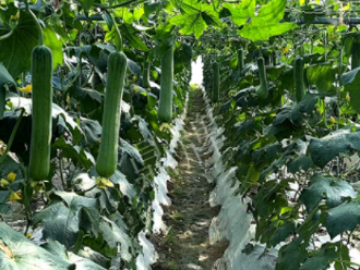 蔬菜種子種植戶客戶點評-高手在民間，浙江蒼南的絲瓜在下半年至春節(jié)，都有大量上市！