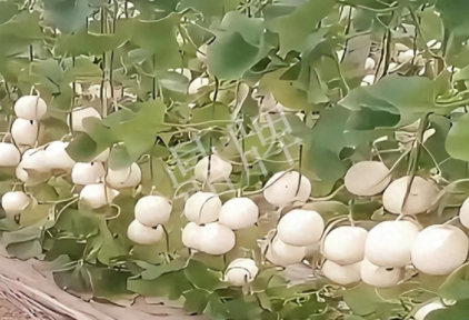蔬菜種子種植戶客戶點評-現(xiàn)在的瓜菜價格不好，但我種植的優(yōu)質(zhì)甜瓜還是有好的收入！