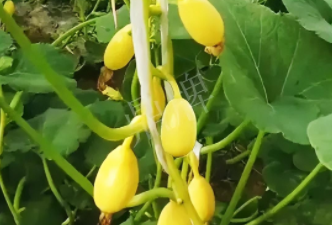 蔬菜種子種植戶客戶點評-一個特色品種種植戶的反饋，帶給大家的思考