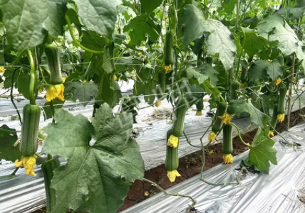 蔬菜種子種植戶客戶點評-這個新品種好不好？？？見證的時候到了！