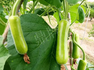 蔬菜種子種植戶客戶點(diǎn)評-科研人員發(fā)誓研究的一個抗高溫品種，您可能需要！