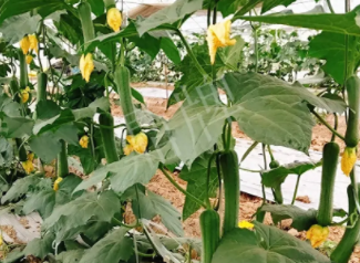 蔬菜種子種植戶客戶點(diǎn)評-一株結(jié)瓜30多個，價錢好，賺了！