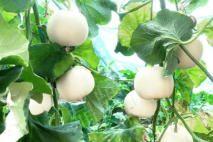 蔬菜種子種植戶客戶點(diǎn)評-丁老板說：種植這個品種，獲得了滿意的收入，確實(shí)“爽歪歪”