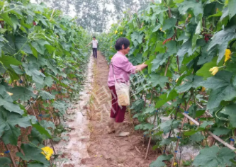 蔬菜種子種植戶客戶點(diǎn)評-85歲老奶奶，還是種植基地的領(lǐng)頭人，做的怎么樣？一起去看看…