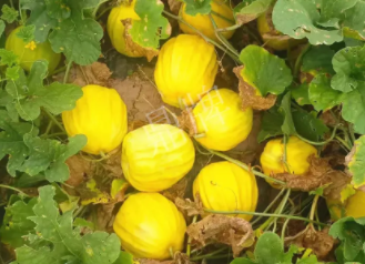 蔬菜種子種植戶客戶點(diǎn)評-瓜農(nóng)說：“還得是這個品種?。　保裁雌贩N讓種植戶如此感慨？
