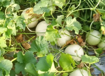 蔬菜種子種植戶種植心得-真有這么好嗎？這個品種我試種了一畝地，猜猜