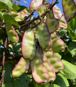 蔬菜種子種植戶客戶點評-價格好得讓種植者笑咪咪的，這個神奇的品種在霜降后還是串串結(jié)莢！