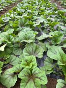蔬菜種子種植戶客戶點評-第一次種植這種菜，現(xiàn)在可以上市了，大家?guī)臀医ㄗh一下，能賣個什么價格？