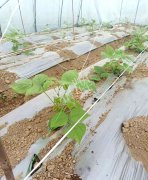 蔬菜種子種植戶客戶點(diǎn)評(píng)-超早！超早！我的扁豆2月15日“逆季”上市……
