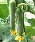 蔬菜種子種植戶客戶點(diǎn)評(píng)-這瓜，太美了！太美了！但我這個(gè)老菜農(nóng)……唉！