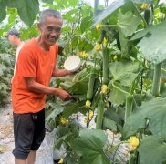 蔬菜種子種植戶客戶點(diǎn)評(píng)-干農(nóng)業(yè)，有喜悅嗎？有的，請(qǐng)看！