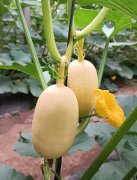 蔬菜種子種植戶客戶點評-瓜菜價格不好，太卷了！看一位種植大戶穩(wěn)穩(wěn)賺錢的經(jīng)驗…