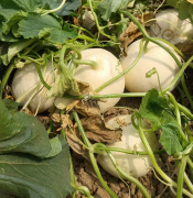蔬菜種子種植戶客戶點評-我種植的這個品種，稱得上“白馬王子”，與大家分享！
