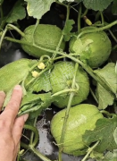 蔬菜種子種植戶客戶點評-瓜商喜歡、消費者喜歡，這個品種就好銷售！