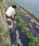 蔬菜種子種植戶客戶點評-我想要一個抗高溫又品質(zhì)優(yōu)良的甜瓜品種，終于找到了！