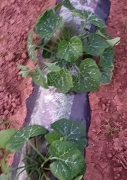 蔬菜種子種植戶客戶點評-一個瓜賣到80多元，它被當(dāng)?shù)夭宿r(nóng)稱為致富瓜！