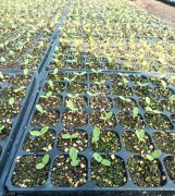 蔬菜種子種植戶客戶點評-高溫+病毒，雙重暴擊！今年種植這個品種能賺錢嗎？